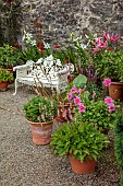 PLAS CADNANT, WALES: JULY, WALLED GARDEN, WHITE BENCH, SEAT, TERRACOTTA CONTAINERS WITH LILLIES, DAHLIAS, FRANCHOA