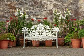 PLAS CADNANT, WALES: JULY, WALLED GARDEN, WHITE BENCH, SEAT, TERRACOTTA CONTAINERS WITH LILLIES, CROCOSMIA, FRANCHOA