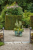 PLAS CADNANT, WALES: WALLED GARDEN, JULY, YEW HEDGES, HEDGING, COPPER CONTAINER WITH ACANTHUS MOLLIS RUE LEDAN