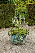 PLAS CADNANT, WALES: WALLED GARDEN, JULY, YEW HEDGES, HEDGING, COPPER CONTAINER WITH ACANTHUS MOLLIS RUE LEDAN