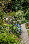 PLAS CADNANT, WALES: JULY, BORDER, HYDRANGEA MACROPHYLLA FRAU KATSUKO, HYDRANGEA ASPERA MACROPHYLLA, CORNUS CONTROVERSA VARIEGATA