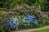 PLAS CADNANT, WALES: JULY, BORDER, HYDRANGEA MACROPHYLLA FRAU KATSUKO, HYDRANGEA ASPERA MACROPHYLLA