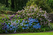 PLAS CADNANT, WALES: JULY, BORDER, HYDRANGEA MACROPHYLLA FRAU KATSUKO, HYDRANGEA ASPERA MACROPHYLLA