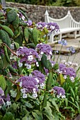 PLAS CADNANT, WALES: JULY, WHITE, PURPLE FLOWERS, BLOOMS OF HYDRANGEA ASPERA MACROPHYLLA, WWHITE WOODEN BENCH, SEATS, SHRUBS