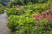 PLAS CADNANT, WALES: JULY, SHADE, SHADY BORDER, , PINK FLOWERS, BLOOMS OF ASTILBE ARENDII ETNA, FILIPENDULA RUBRA VENUSTA