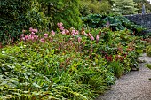 PLAS CADNANT, WALES: JULY, SHADE, SHADY BORDER, , PINK FLOWERS, BLOOMS OF FILIPENDULA RUBRA VENUSTA, GUNNERA MANICATA