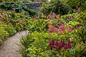 PLAS CADNANT, WALES: JULY, SHADE, SHADY BORDER, , PINK FLOWERS, BLOOMS OF ASTILBE ARENDII ETNA, FILIPENDULA RUBRA VENUSTA
