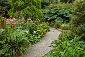 PLAS CADNANT, WALES: JULY, SHADE, SHADY BORDER, , PINK FLOWERS, BLOOMS OF FILIPENDULA RUBRA VENUSTA, GUNNERA MANICATA