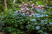 PLAS CADNANT, WALES: JULY, WOODLAND, SHADE, SHADY, BLUE HYDRANGEAS, HYDRANGEA MACROPHYLLA PREZIOSA, HYDRANGEA SERRATA BLUE BILLOW