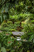 PLAS CADNANT, WALES: JULY, WOODLAND, SHADE, SHADY, STONE BRIDGE OVER STREAM, TREE FERNS, DICKSONIA ANTARCTICA