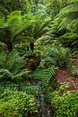 PLAS CADNANT, WALES: JULY, WOODLAND, SHADE, SHADY, STREAM, TREE FERNS, DICKSONIA ANTARCTICA