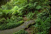 PLAS CADNANT, WALES: JULY, WOODLAND, SHADE, SHADY, STONE BRIDGE OVER STREAM, TREE FERNS, DICKSONIA ANTARCTICA