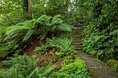 PLAS CADNANT, WALES: JULY, WOODLAND, SHADE, SHADY, TREE FERNS, DICKSONIA ANTARCTICA, PATH, STEPS