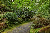 PLAS CADNANT, WALES: WOODLAND, PURPLE, CREAM FLOWERS, BLOOMS OF HYDRANGEA ASPERA MACROPHYLLA X SARGENTIANA, SHRUBS, SHADE, SHADY