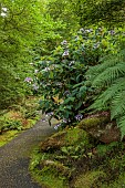 PLAS CADNANT, WALES: WOODLAND, PURPLE, CREAM FLOWERS, BLOOMS OF HYDRANGEA ASPERA MACROPHYLLA X SARGENTIANA, SHRUBS, SHADE, SHADY