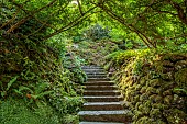 PLAS CADNANT, WALES: ARCHWAY OF STYRAX JAPONICUS TRAINED ON HAZRL SUPPORTS OVER STEPS IN WOODLAND, SHADE, SHADY