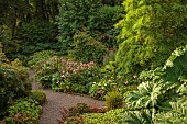 PLAS CADNANT, WALES: WOODLAND, SHRUBS, SHADE, SHADY, GUNNERA MANICATA, FILIPENDULA RUBRA VENUSTA