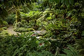 PLAS CADNANT, WALES: WOODLAND, SHADE, SHADY, PATH THROUGH WOODLAND, STREAM, STONE BRIDGE, DICKSONIA ANTARCTICA, TREE FERNS