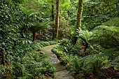PLAS CADNANT, WALES: WOODLAND, SHADE, SHADY, PATH THROUGH WOODLAND, STREAM, STONE BRIDGE, DICKSONIA ANTARCTICA, TREE FERNS