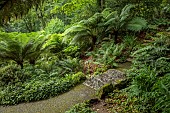PLAS CADNANT, WALES: WOODLAND, SHADE, SHADY, PATH THROUGH WOODLAND, STREAM, STONE BRIDGE, DICKSONIA ANTARCTICA, TREE FERNS