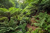 PLAS CADNANT, WALES: WOODLAND, SHADE, SHADY, STREAM, DICKSONIA ANTARCTICA, TREE FERNS