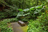 PLAS CADNANT, WALES: WOODLAND, SHADE, SHADY, STONE SEAT BY STREAM, GUNNERA MANICATA