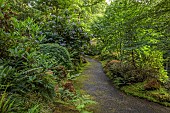 PLAS CADNANT, WALES: WOODLAND, PURPLE, CREAM FLOWERS, BLOOMS OF HYDRANGEA ASPERA MACROPHYLLA X SARGENTIANA, SHRUBS, SHADE, SHADY