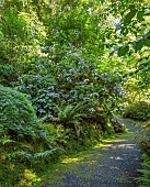 PLAS CADNANT, WALES: WOODLAND, PURPLE, CREAM FLOWERS, BLOOMS OF HYDRANGEA ASPERA MACROPHYLLA X SARGENTIANA, SHRUBS, SHADE, SHADY