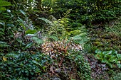 PLAS CADNANT, WALES: WOODLAND, SHADE, SHADY, FERNS, SAXIFRAGA STOLONIFERA KINKI PURPLE