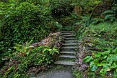 PLAS CADNANT, WALES: WOODLAND, SHADE, SHADY, STEPS, FERNS, SAXIFRAGA STOLONIFERA KINKI PURPLE
