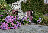 PLAS CADNANT, WALES: JULY, PINK, BLUE HYDRANGEAS, HYDRANGEA MACROPHYLLA IN FRONT OF COTTAGE AND IN HALF BARREL CONTAINER
