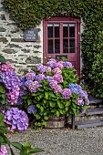 PLAS CADNANT, WALES: JULY, PINK, BLUE HYDRANGEAS, HYDRANGEA MACROPHYLLA IN FRONT OF COTTAGE AND IN HALF BARREL CONTAINER