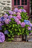 PLAS CADNANT, WALES: JULY, PINK, BLUE HYDRANGEAS, HYDRANGEA MACROPHYLLA IN FRONT OF COTTAGE AND IN HALF BARREL CONTAINER