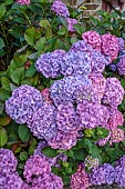 PLAS CADNANT, WALES: JULY, PINK, BLUE HYDRANGEAS, HYDRANGEA MACROPHYLLA, SHRUBS