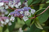 PLAS CADNANT, WALES: PURPLE, CREAM FLOWERS, BLOOMS OF HYDRANGEA ASPERA MACROPHYLLA X SARGENTIANA, SHRUBS