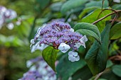 PLAS CADNANT, WALES: JULY, WHITE, PURPLE FLOWERS, BLOOMS OF HYDRANGEA ASPERA MACROPHYLLA, SHRUBS