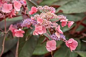 PLAS CADNANT, WALES: PINK, PUPLE FLOWERS, BLOOMS OF HYDRANGEA ASPERA HOT CHOCOLATE, SHRUBS