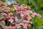 PLAS CADNANT, WALES: PINK, PUPLE FLOWERS, BLOOMS OF HYDRANGEA ASPERA HOT CHOCOLATE, SHRUBS