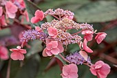 PLAS CADNANT, WALES: PINK, PUPLE FLOWERS, BLOOMS OF HYDRANGEA ASPERA HOT CHOCOLATE, SHRUBS