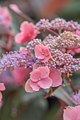 PLAS CADNANT, WALES: PINK, PUPLE FLOWERS, BLOOMS OF HYDRANGEA ASPERA HOT CHOCOLATE, SHRUBS