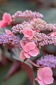 PLAS CADNANT, WALES: PINK, PUPLE FLOWERS, BLOOMS OF HYDRANGEA ASPERA HOT CHOCOLATE, SHRUBS