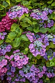 PLAS CADNANT, WALES: PURPLE, PINK FLOWERS, BLOOMS OF HYDRANGEA, SHADE, SHADY