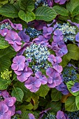 PLAS CADNANT, WALES: PURPLE, PINK FLOWERS, BLOOMS OF HYDRANGEA, SHADE, SHADY