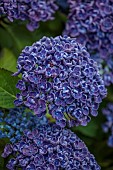 PLAS CADNANT, WALES: JULY, BORDER, PURPLE FLOWERS, BLOOMS OF HYDRANGEA MACROPHYLLA FRAU KATSUKO