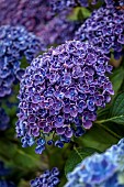 PLAS CADNANT, WALES: JULY, BORDER, PURPLE FLOWERS, BLOOMS OF HYDRANGEA MACROPHYLLA FRAU KATSUKO
