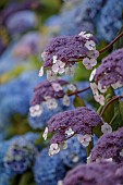 PLAS CADNANT, WALES: JULY, WHITE, PURPLE FLOWERS, BLOOMS OF HYDRANGEA ASPERA MACROPHYLLA, SHRUBS