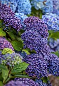 PLAS CADNANT, WALES: JULY, BORDER, PURPLE FLOWERS, BLOOMS OF HYDRANGEA MACROPHYLLA FRAU KATSUKO