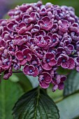 PLAS CADNANT, WALES: JULY, BORDER, PURPLE FLOWERS, BLOOMS OF HYDRANGEA MACROPHYLLA FRAU KATSUKO