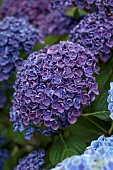PLAS CADNANT, WALES: JULY, BORDER, PURPLE FLOWERS, BLOOMS OF HYDRANGEA MACROPHYLLA FRAU KATSUKO