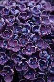 PLAS CADNANT, WALES: JULY, BORDER, PURPLE FLOWERS, BLOOMS OF HYDRANGEA MACROPHYLLA FRAU KATSUKO